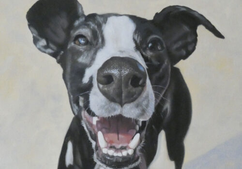 Oil Painting Of A Whippet Called Mavis